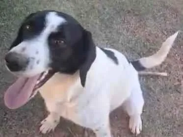 Cachorro raça SRD-ViraLata idade 6 ou mais anos nome sem nome