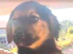 Cachorro raça SRD-ViraLata idade 2 a 6 meses nome sem nome