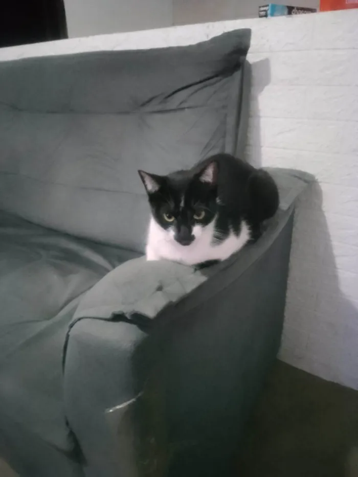 Gato ra a SRD-ViraLata idade 7 a 11 meses nome Athena