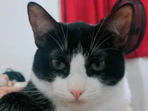 Gato raça SRD-ViraLata idade 7 a 11 meses nome Frajola 
