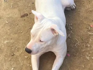 Cachorro raça Pit-Bull idade 2 anos nome Nina