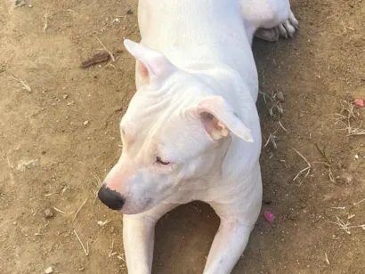 Cachorro raça Pit-Bull idade 1 ano nome Nina