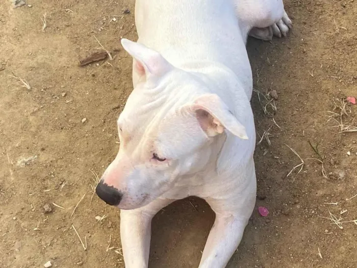Cachorro ra a Pit-Bull idade 2 anos nome Nina
