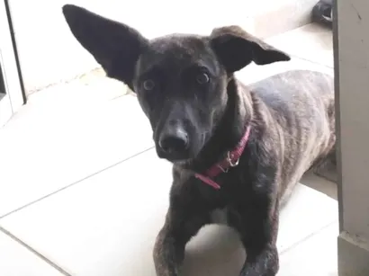Cachorro raça SRD-ViraLata idade 5 anos nome Stellar 