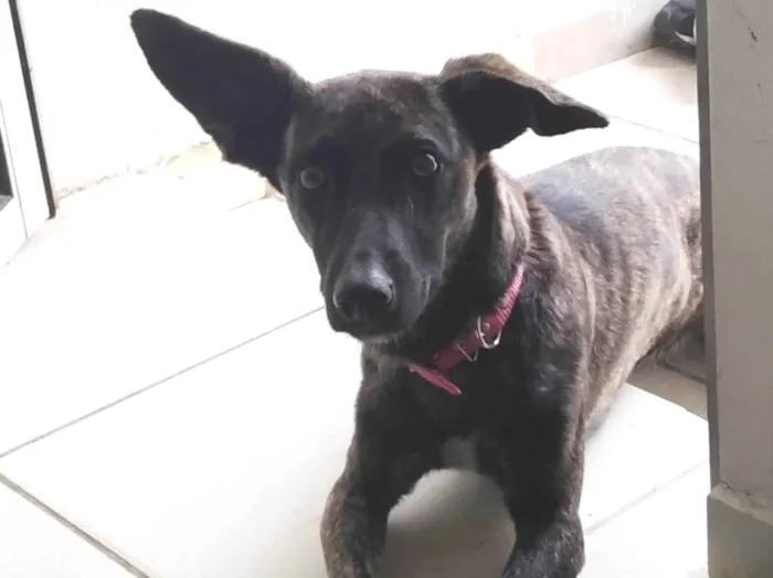 Cachorro ra a SRD-ViraLata idade 5 anos nome Stellar 