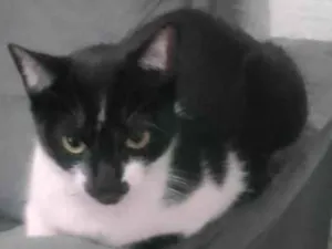Gato raça SRD-ViraLata idade 7 a 11 meses nome Athena