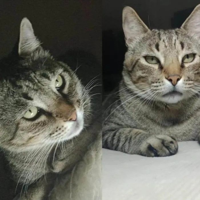 Gato ra a SRD-ViraLata idade 5 anos nome Mario