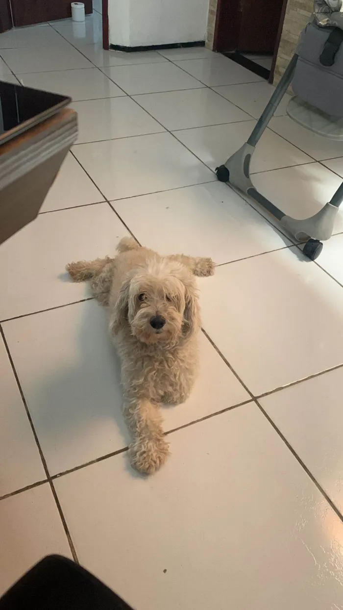 Cachorro ra a Poodle idade 6 ou mais anos nome Tobby