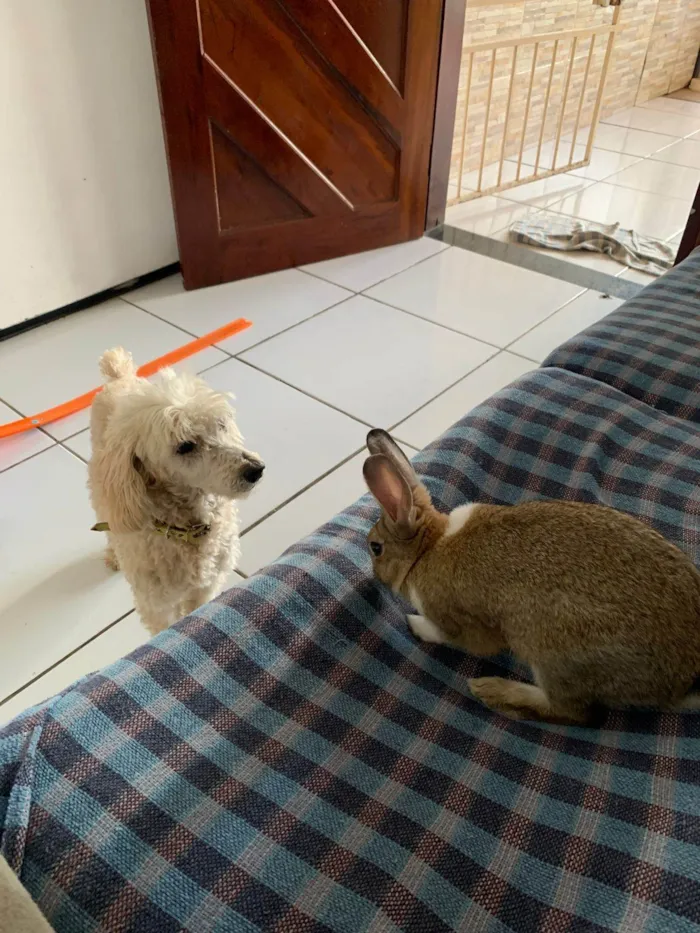 Cachorro ra a Poodle idade 6 ou mais anos nome Tobby