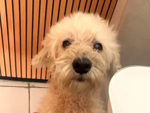 Cachorro raça Poodle idade 6 ou mais anos nome Tobby