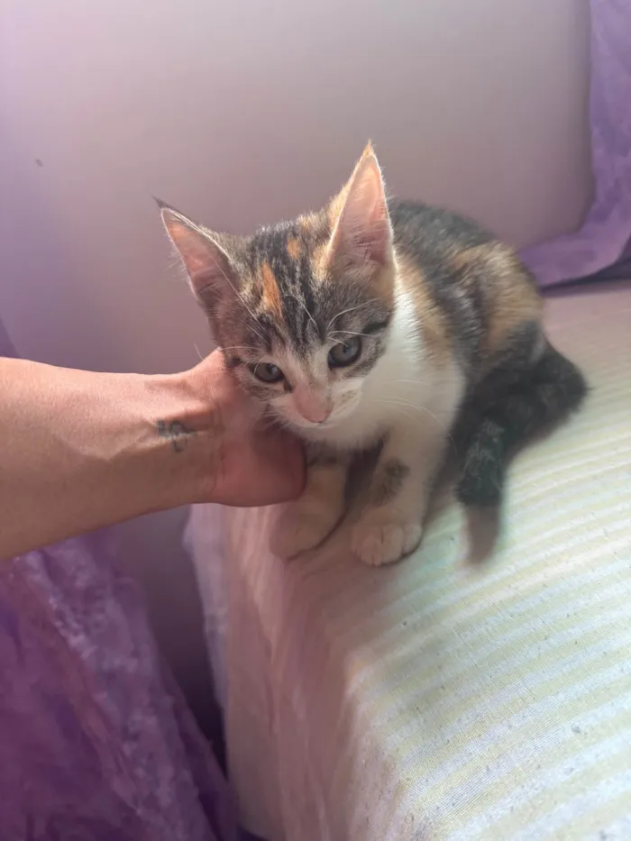 Gato ra a SRD-ViraLata idade 2 a 6 meses nome Yasmin