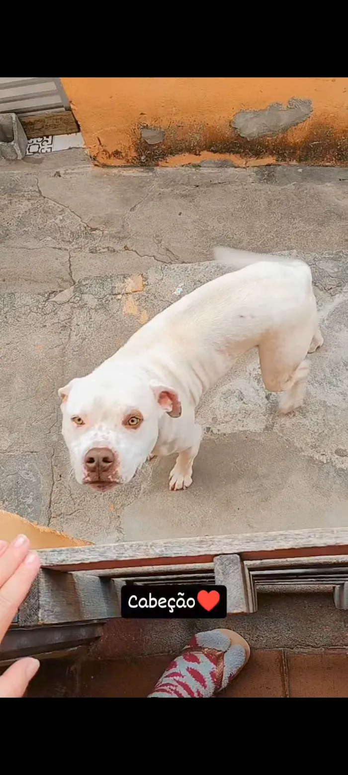 Cachorro ra a Pit-Bull idade 1 ano nome Francini C Amaral