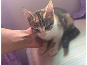 Gato raça SRD-ViraLata idade 2 a 6 meses nome Yasmin