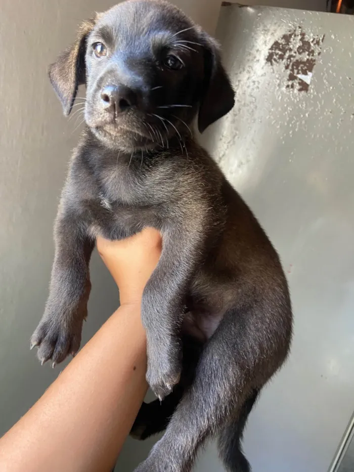 Cachorro ra a SRD-ViraLata idade Abaixo de 2 meses nome Filhotes 