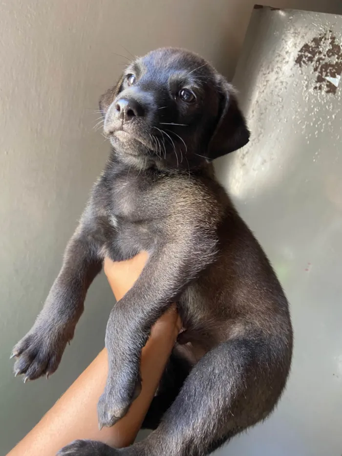 Cachorro ra a SRD-ViraLata idade Abaixo de 2 meses nome Filhotes 