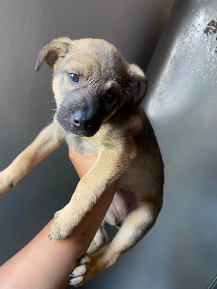 Cachorro ra a SRD-ViraLata idade Abaixo de 2 meses nome Filhotes 