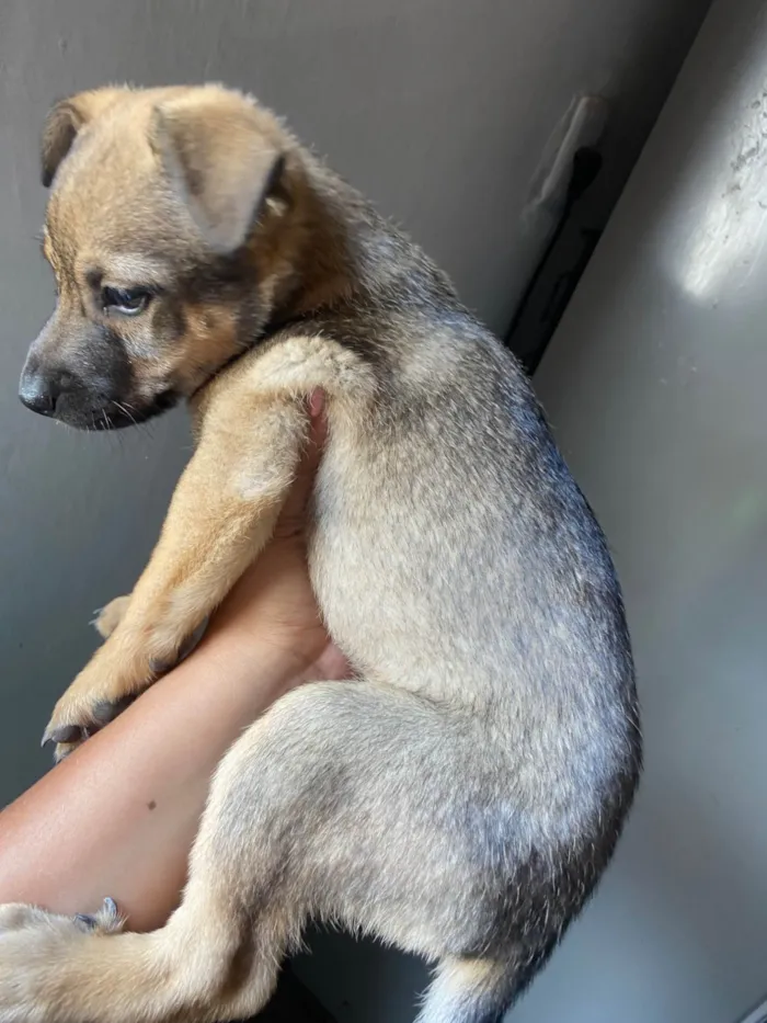 Cachorro ra a SRD-ViraLata idade Abaixo de 2 meses nome Filhotes 
