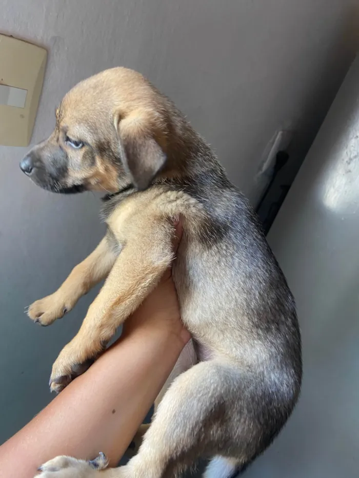 Cachorro ra a SRD-ViraLata idade Abaixo de 2 meses nome Filhotes 