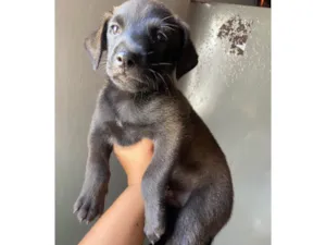 Cachorro raça SRD-ViraLata idade Abaixo de 2 meses nome Filhotes 
