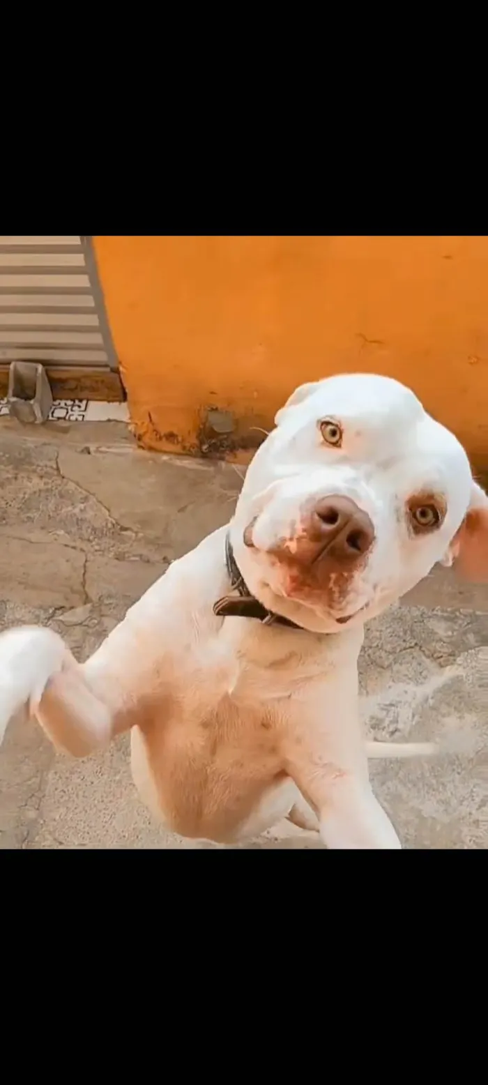 Cachorro ra a Pit-Bull idade 1 ano nome Francini C Amaral
