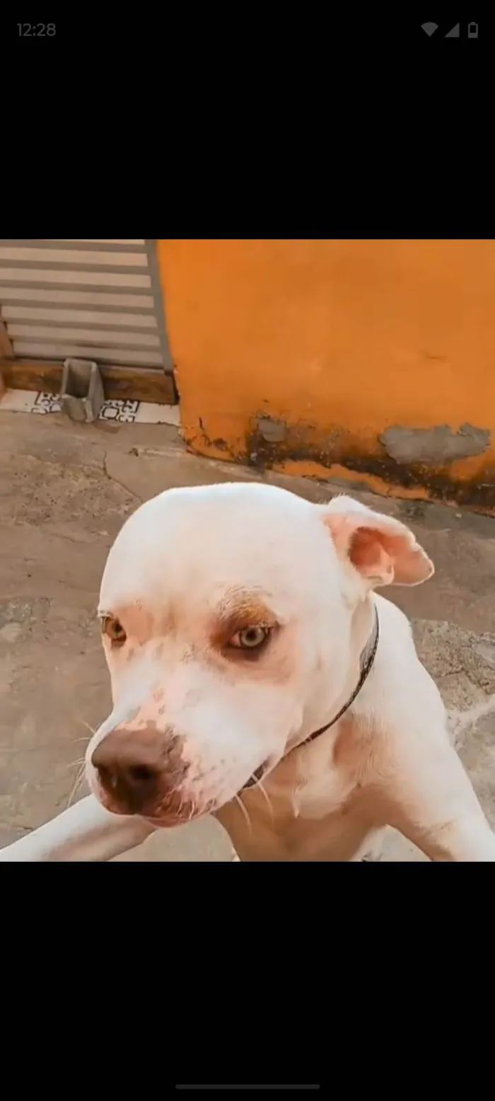 Cachorro ra a Pit-Bull idade 1 ano nome Francini C Amaral