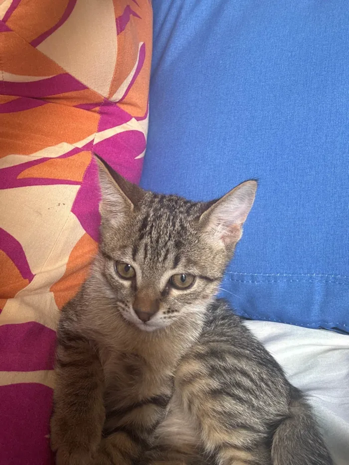Gato ra a SRD-ViraLata idade 2 a 6 meses nome Alice 