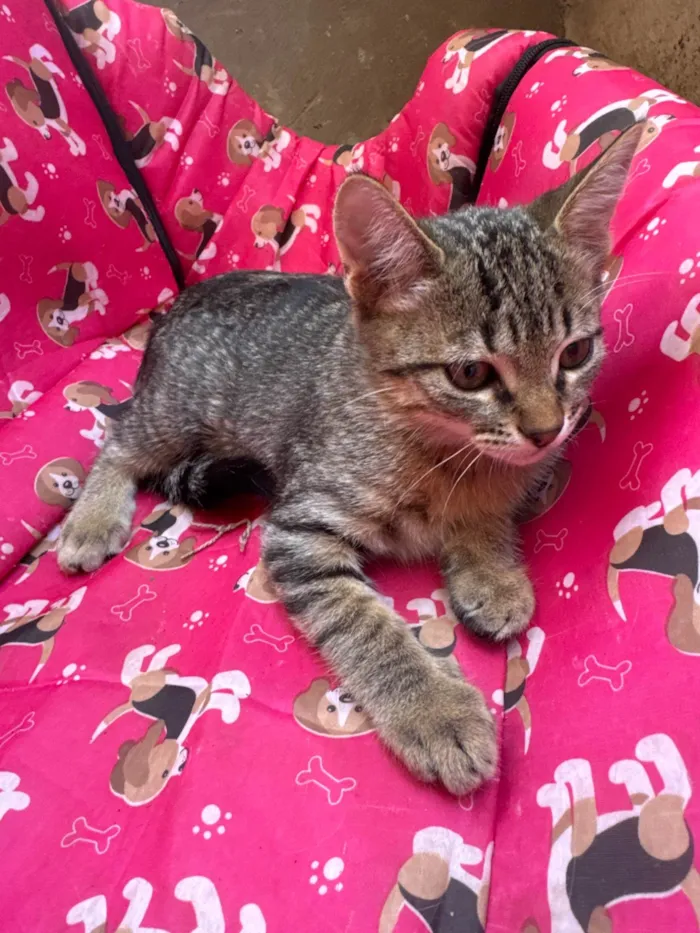 Gato ra a SRD-ViraLata idade 2 a 6 meses nome Bia 