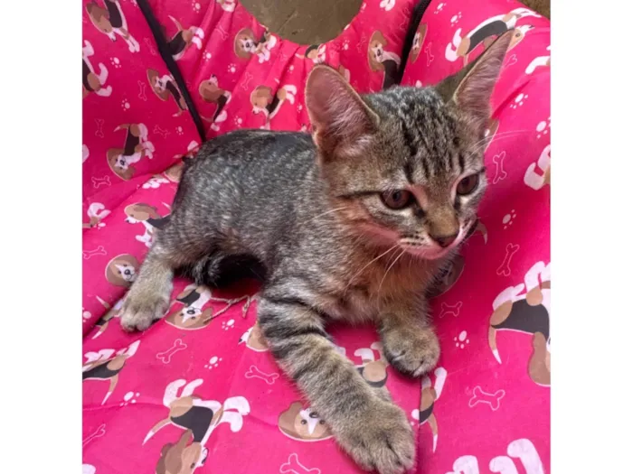 Gato ra a SRD-ViraLata idade 2 a 6 meses nome Bia 