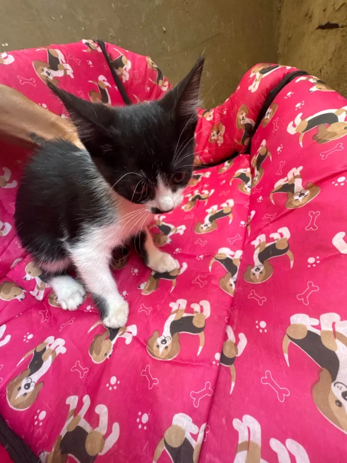 Gato ra a SRD-ViraLata idade 2 a 6 meses nome Isis