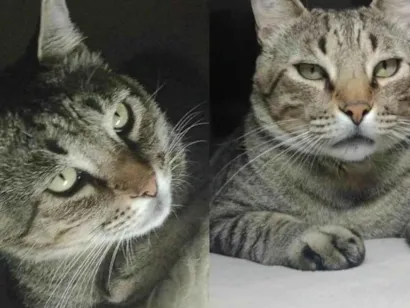 Gato raça SRD-ViraLata idade 5 anos nome Mario