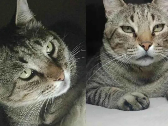 Gato ra a SRD-ViraLata idade 5 anos nome Mario