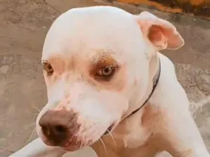 Cachorro raça Pit-Bull idade 1 ano nome Francini C Amaral