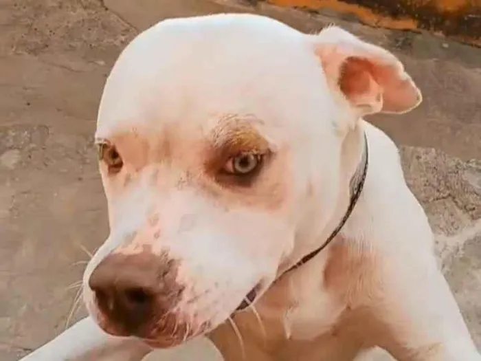 Cachorro ra a Pit-Bull idade 1 ano nome Francini C Amaral