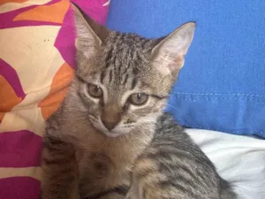 Gato raça SRD-ViraLata idade 2 a 6 meses nome Alice 