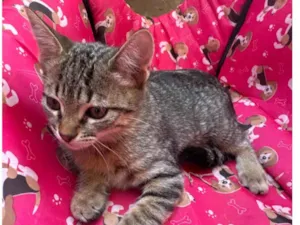Gato raça SRD-ViraLata idade 2 a 6 meses nome Bia 