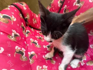 Gato raça SRD-ViraLata idade 2 a 6 meses nome Isis