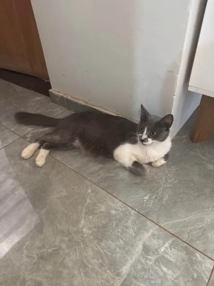 Gato ra a SRD-ViraLata idade 1 ano nome Mily 