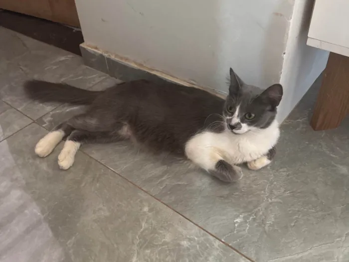 Gato ra a SRD-ViraLata idade 1 ano nome Mily 