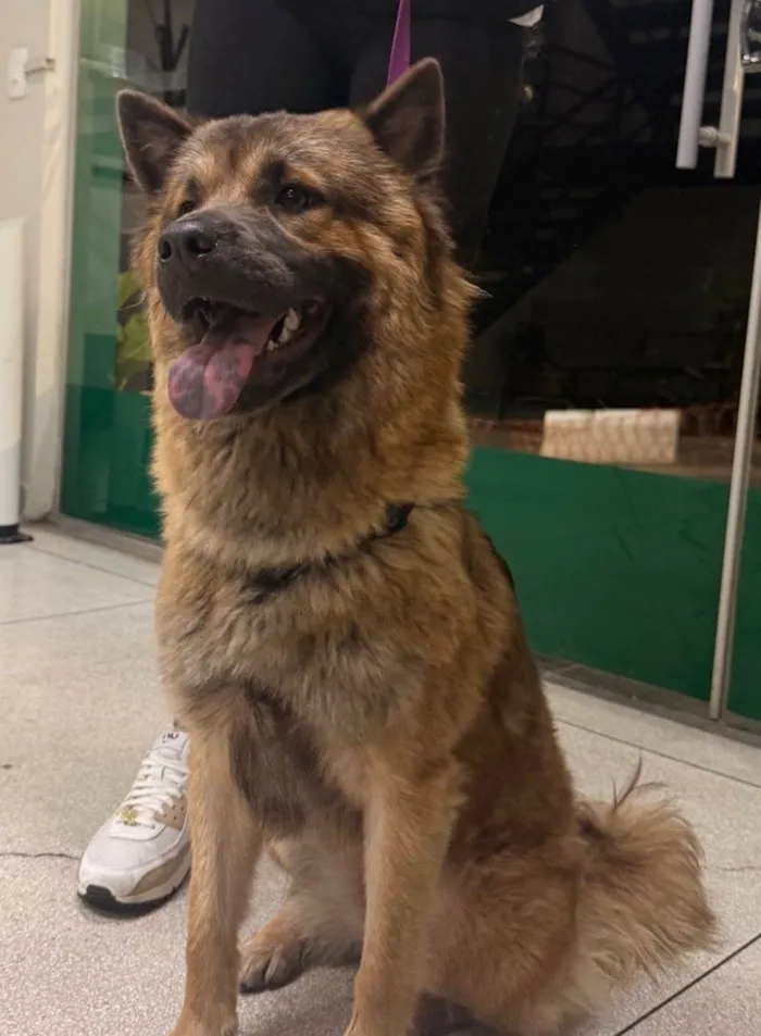 Cachorro ra a SRD-ViraLata idade 1 ano nome Siena