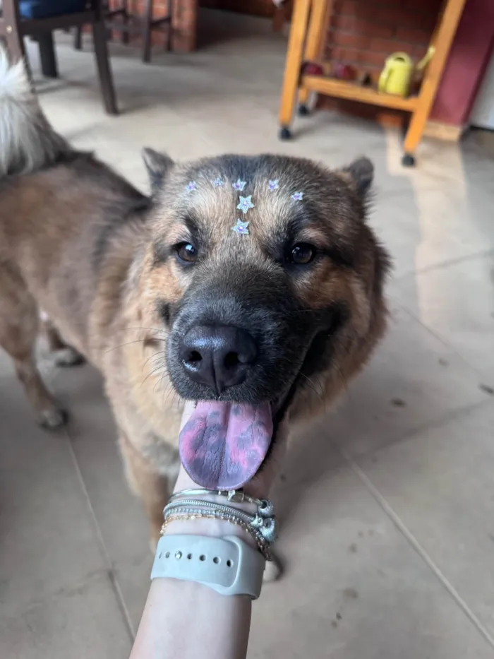 Cachorro ra a SRD-ViraLata idade 1 ano nome Siena