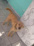 Amarela 