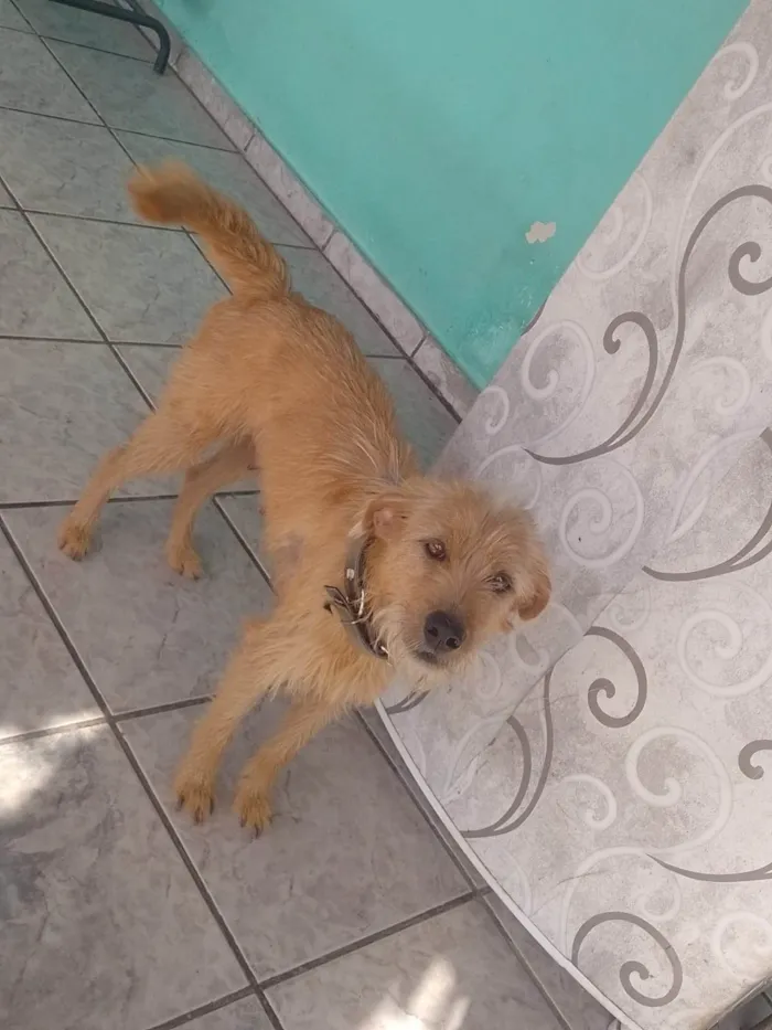 Cachorro ra a SRD-ViraLata idade 2 anos nome Amarela 