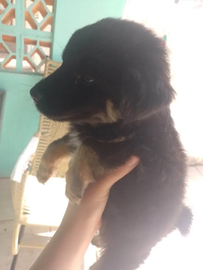 Cachorro ra a SRD-ViraLata idade 2 anos nome Amarela 