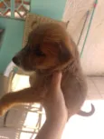 Amarela 