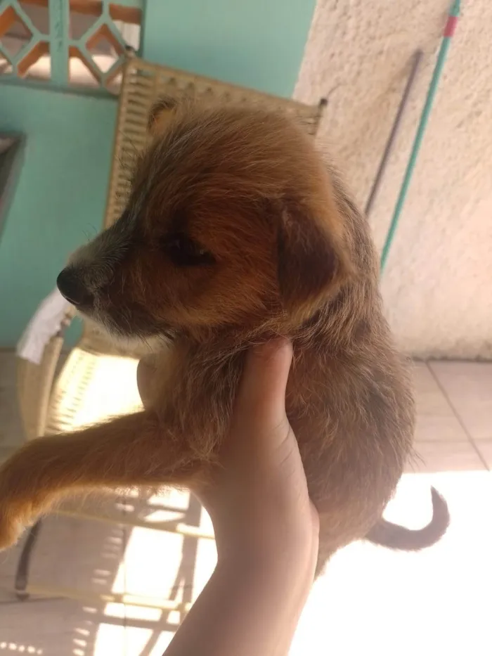 Cachorro ra a SRD-ViraLata idade 2 anos nome Amarela 
