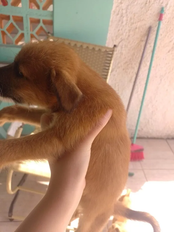 Cachorro ra a SRD-ViraLata idade 2 anos nome Amarela 