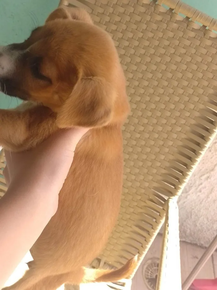 Cachorro ra a SRD-ViraLata idade 2 anos nome Amarela 