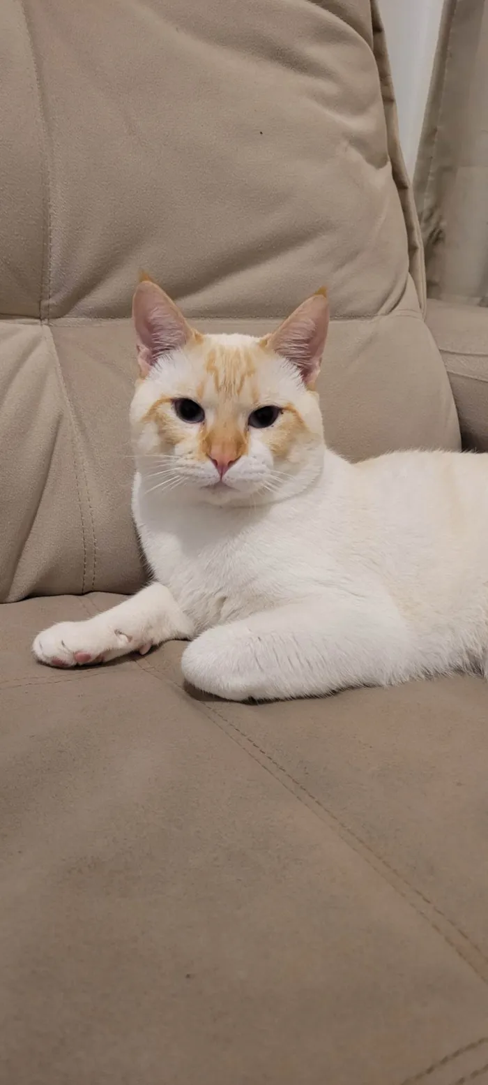 Gato ra a SRD-ViraLata idade 2 a 6 meses nome Frederico