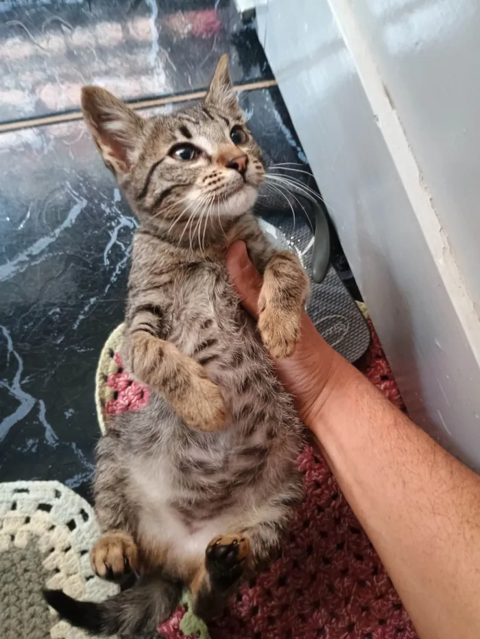 Gato ra a SRD-ViraLata idade Abaixo de 2 meses nome Rajadinha