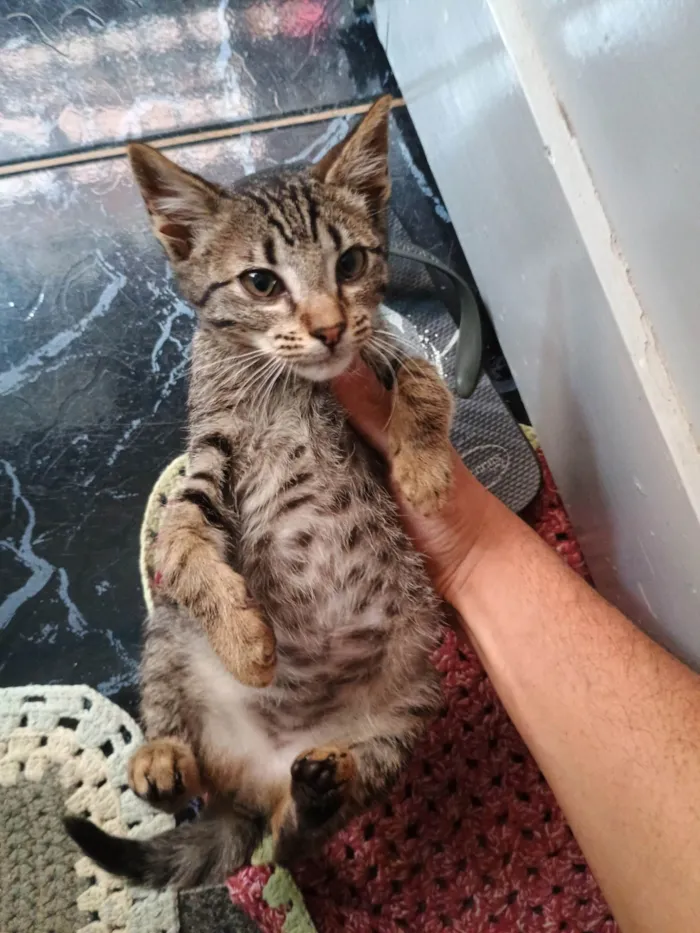 Gato ra a SRD-ViraLata idade Abaixo de 2 meses nome Rajadinha